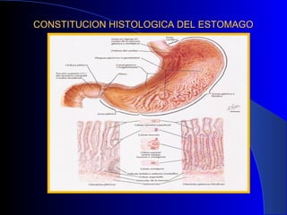 CONSTITUCION HISTOLOGICA DEL ESTOMAGOCONSTITUCION HISTOLOGICA DEL ESTOMAGO
 
