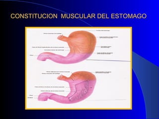 CONSTITUCION MUSCULAR DEL ESTOMAGOCONSTITUCION MUSCULAR DEL ESTOMAGO
 