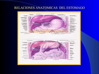 RELACIONES ANATOMICAS DEL ESTOMAGO
 