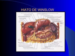 HIATO DE WINSLOW
 