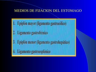 MEDIOS DE FIJACION DEL ESTOMAGO
 