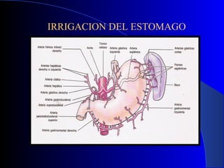 IRRIGACION DEL ESTOMAGO
 