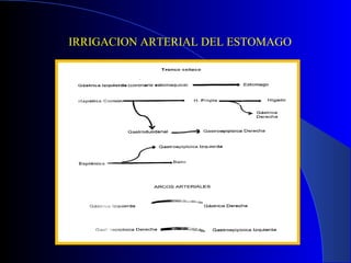 IRRIGACION ARTERIAL DEL ESTOMAGO
 