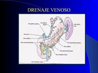 DRENAJE VENOSO
 