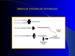 DRENAJE VENOSO DE ESTOMAGO
 