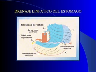 DRENAJE LINFATICO DEL ESTOMAGO
 