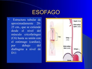 ESOFAGOESOFAGO
 Estructura tubular de
aproximadamente 20-
25 cm., que se extiende
desde el nivel del
músculo cricofaríngeo
(C6) hasta su unión con
el estómago (cardias),
por debajo del
diafragma a nivel de
D11
 