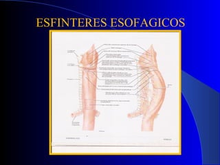 ESFINTERES ESOFAGICOS
 