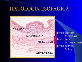 HISTOLOGIA ESOFAGICA
MUCOSA
SUBMUCOSA
MUSCULAR
ADVENTICIA
Tercio superior:
M. estriada
Tercio medio:
M. lisa-estriada
Tercio inferior:
M.lisa
 