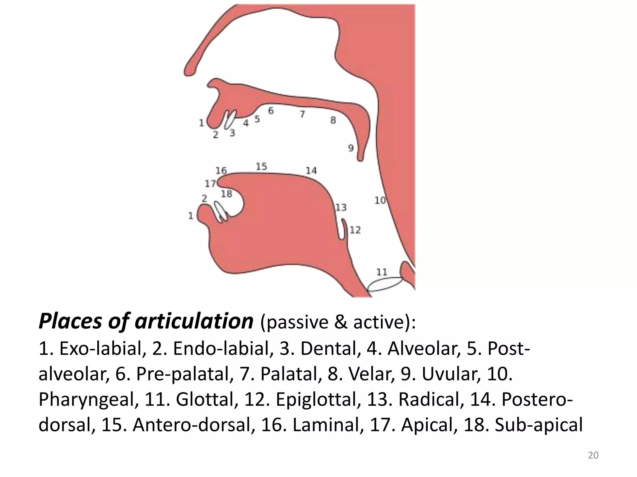 20Places of articulation (passive & active):1. Exo-labial, 2. Endo-labial, 3. Dental, 4. Alveolar, 5. Post-alveolar, 6. Pre-palatal, 7. Palatal, 8. Velar, 9. Uvular, 10. Pharyngeal, 11. Glottal, 12. Epiglottal, 13. Radical, 14. Postero-dorsal, 15. Antero-dorsal, 16. Laminal, 17. Apical, 18. Sub-apical