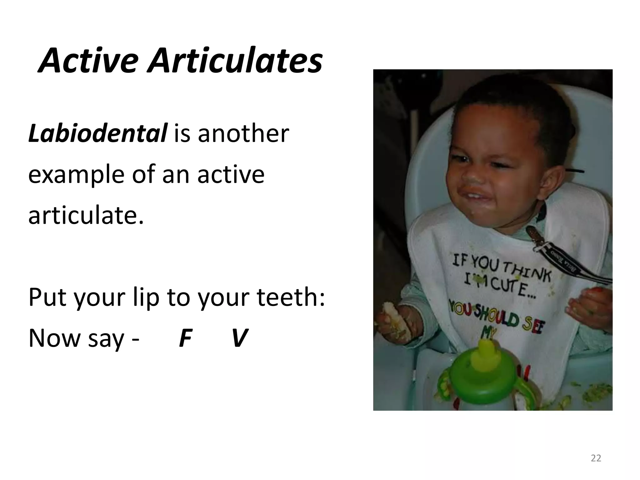 Active ArticulatesLabiodentalis anotherexample of an activearticulate.Put your lip to your teeth:Now say -      F      V22