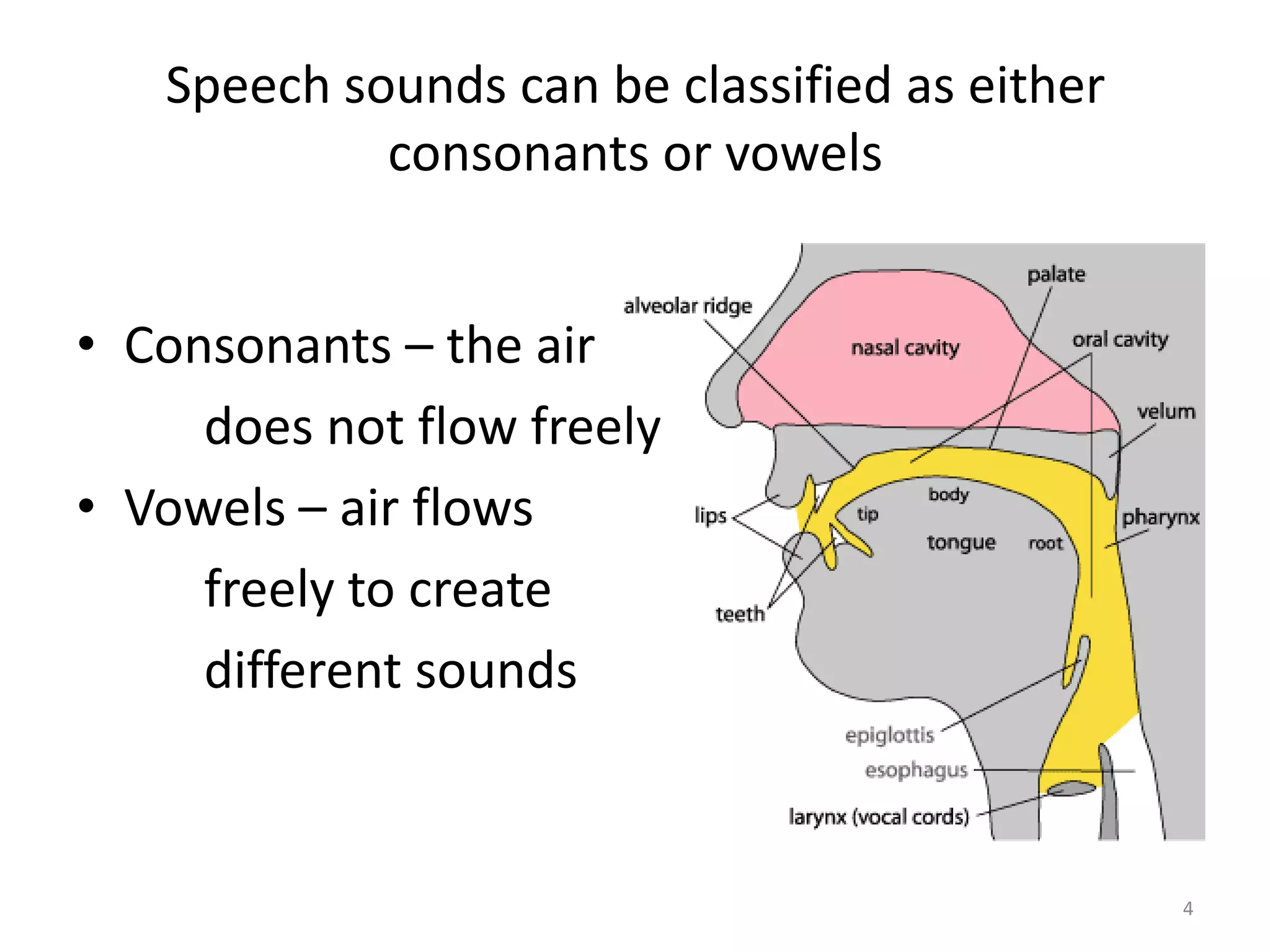 Speech sounds can be classified as either consonants or vowels Consonants – the air           does not flow freelyVowels – air flows          freely to create          different sounds4