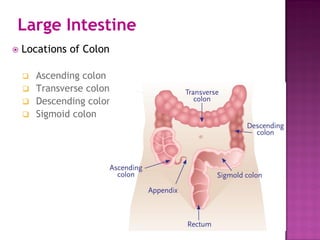Large Intestine
 Locations of Colon
 Ascending colon
 Transverse colon
 Descending colon
 Sigmoid colon
 