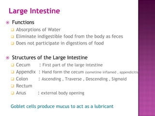 Large Intestine
 Functions
 Absorptions of Water
 Eliminate indigestible food from the body as feces
 Does not participate in digestions of food
 Structures of the Large Intestine
 Cecum : First part of the large intestine
 Appendix : Hand form the cecum (sometime inflamed , appendicitis)
 Colon : Ascending , Traverse , Descending , Sigmoid
 Rectum
 Anus : external body opening
Goblet cells produce mucus to act as a lubricant
 