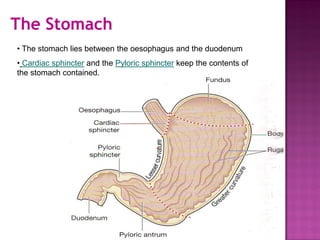 The Stomach
• The stomach lies between the oesophagus and the duodenum
• Cardiac sphincter and the Pyloric sphincter keep the contents of
the stomach contained.
 