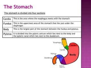 The Stomach
The stomach is divided into four sections
Cardia This is the area where the esophagus meets with the stomach
Fundus This is the uppermost area of the stomach that lies just under the
diaphragm
Body This is the largest part of the stomach between the fundus and pylorus.
Pylorus It is divided into the pyloric antrum which lies next to the body and
the pyloric canal which lies next to the duodenum.
 