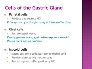  Parietal cells
 Produce and secrete HCl
Primary site of action for many acid-controller drugs
 Chief cells
 Secrete pepsinogen,
Pepsinogen becomes pepsin when exposure to acid
Pepsin breaks down proteins
 Mucoid cells
 Mucus-secreting cells (surface epithelial cells)
 Provide a protective mucous coat
 Protect against self-digestion by HCl
Cells of the Gastric Gland
 