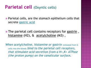 Parietal cell (Oxyntic cells)
 Parietal cells, are the stomach epithelium cells that
secrete gastric acid
 The parietal cell contains receptors for gastrin ,
histamine (H2), & acetylcholine (M3) ,
When acetylcholine, histamine or gastrin (released from G
cells into the blood) bind to the parietal cell receptors,
that stimulate acid secretion from a H+,K+ ATPase
(the proton pump) on the canalicular surface.
 
