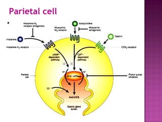 Parietal cell
 