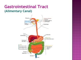 Gastrointestinal Tract
(Alimentary Canal)
 