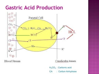 Gastric Acid Production
H2CO3 : Carbonic acid
CA : Carbon Anhydrase
 