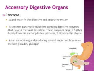Accessory Digestive Organs
 Pancreas
 Gland organ in the digestive and endocrine system
 It secretes pancreatic fluid that contains digestive enzymes
that pass to the small intestine. These enzymes help to further
break down the carbohydrates, proteins, & lipids in the chyme
 As an endocrine gland producing several important hormones,
including insulin, glucagon
 