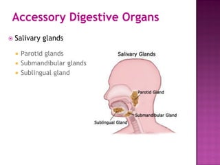 Accessory Digestive Organs
 Salivary glands
 Parotid glands
 Submandibular glands
 Sublingual gland
 
