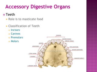 Accessory Digestive Organs
 Teeth
 Role is to masticate food
 Classification of Teeth
 Incisors
 Canines
 Premolars
 Molars
 