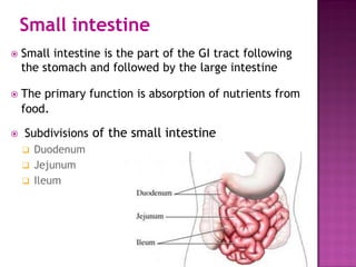 Small intestine
 Small intestine is the part of the GI tract following
the stomach and followed by the large intestine
 The primary function is absorption of nutrients from
food.
 Subdivisions of the small intestine
 Duodenum
 Jejunum
 Ileum
 