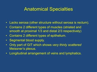Anatomical Specialties
• Lacks serosa (other structure without serosa is rectum).
• Contains 2 different types of muscles (striated and
smooth at proximal 1/3 and distal 2/3 respectively)
• Contains 2 different types of epithelium.
• Segmental blood supply.
• Only part of GIT which shows very thinly scattered
Meissner’s plexus.
• Longitudinal arrangement of veins and lymphatics.
 