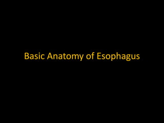 Basic Anatomy of Esophagus
 