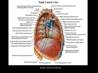 Netter’s Atlas of anatomy
 