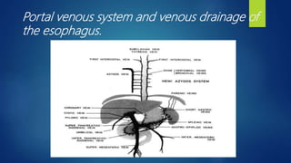 Portal venous system and venous drainage of
the esophagus.
 