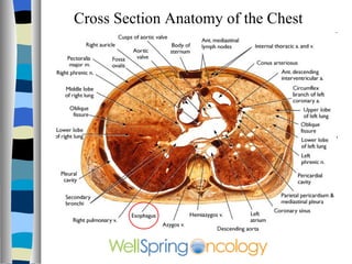 Cross Section Anatomy of the Chest 
