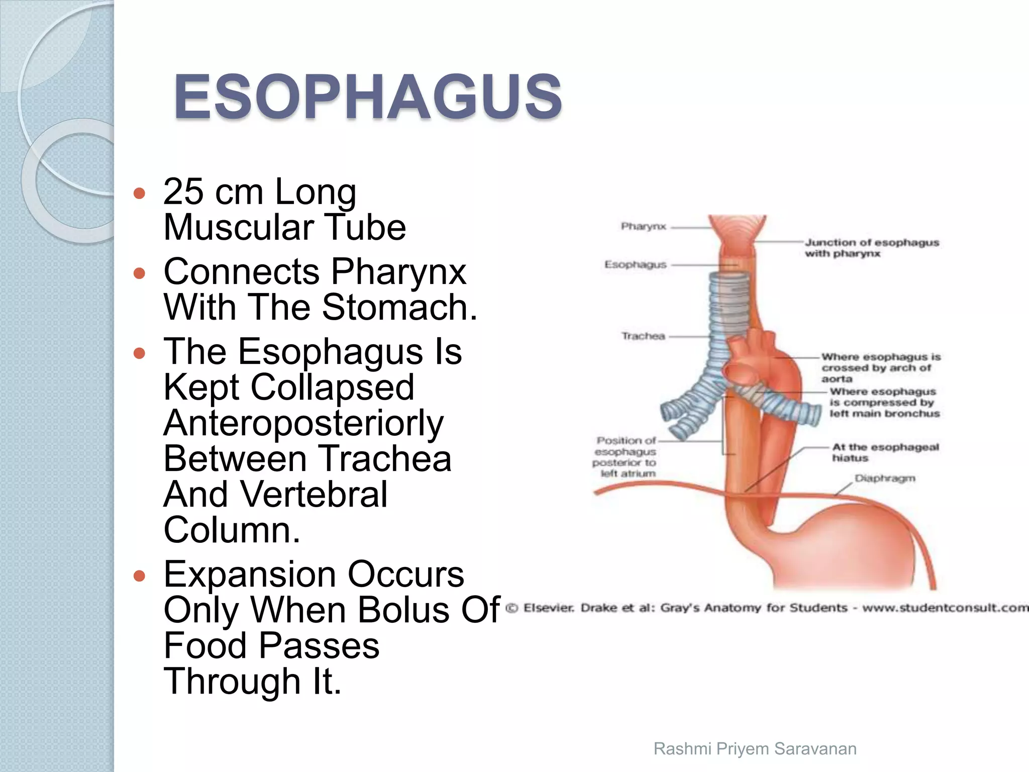 Esophagus | PPTX