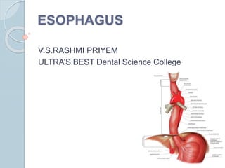 ESOPHAGUS
V.S.RASHMI PRIYEM
ULTRA’S BEST Dental Science College
 