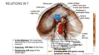 10
RELATIONS IN THE ABDOMEN
• In the Abdomen, the esophagus
descends for 1.3 cm and joins the
stomach.
• Anteriorly, left lobe of the liver.
• Posteriorly, left crus of the
diaphragm.
• Fibers from the right crus of the
diaphragm form a sling around the
esophagus.
• At the opening of the diaphragm, the
esophagus is accompanied by:
– The two vagi
– Branches of the left gastric vessels
– Lymphatic vessels.
 