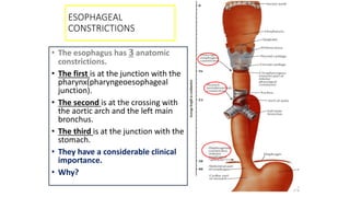 ESOPHAGEAL
CONSTRICTIONS
• The esophagus has 3 anatomic
constrictions.
• The first is at the junction with the
pharynx(pharyngeoesophageal
junction).
• The second is at the crossing with
the aortic arch and the left main
bronchus.
• The third is at the junction with the
stomach.
• They have a considerable clinical
importance.
• Why?
 