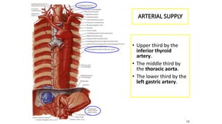 13
ARTERIAL SUPPLY
• Upper third by the
inferior thyroid
artery.
• The middle third by
the thoracic aorta.
• The lower third by the
left gastric artery.
 