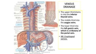 VENOUS
DRAINAGE
• The upper third drains
in into the inferior
thyroid veins.
• The middle third into
the azygos veins.
• The lower third into
the left gastric vein,
which is a tributary of
the portal vein.
• NB. Esophageal
varices.
 