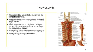 NERVE SUPPLY
• It is supplied by sympathetic fibers from the
sympathetic trunks.
• The parasympathetic supply comes form the
vagus nerves.
• Inferior to the roots of the lungs, the vagus
nerves join the sympathetic nerves to form
the esophageal plexus.
• The left vagus lies anterior to the esophagus.
• The right vagus lies posterior to it.
16
 