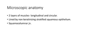 Microscopic anatomy
• 2 layers of muscles- longitudinal and circular.
• Lined by non keratinizing stratified squamous epithelium.
• Squamocolumnar jn.
 
