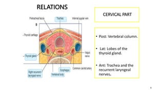4
CERVICAL PART
• Posteriorly
• Post: Vertebral column.
• Laterally:
• Lat: Lobes of the
thyroid gland.
• Anteriorly:
• Ant: Trachea and the
recurrent laryngeal
nerves.
RELATIONS
 