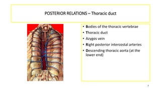 POSTERIOR RELATIONS – Thoracic duct
• Bodies of the thoracic vertebrae
• Thoracic duct
• Azygos vein
• Right posterior intercostal arteries
• Descending thoracic aorta (at the
lower end)
7
 