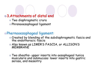 Esophagus .pdf