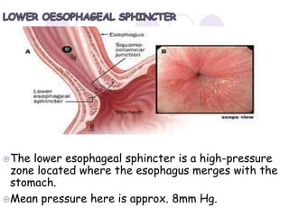 The lower esophageal sphincter is a high-pressure
zone located where the esophagus merges with the
stomach.
Mean pressure here is approx. 8mm Hg.
 