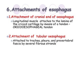1.Attachment of cranial end of oesophagus
 Longitudinal muscle attaches to the lamina of
the cricoid cartilage by means of a tendon –
CRICOOESOPHAGEAL tendon
2.Attachment of tubular oesophagus
 Attached to trachea, pleura, and prevertebral
fascia by several fibrous strands
 