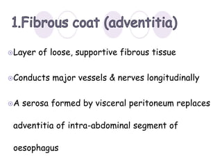 Layer of loose, supportive fibrous tissue
Conducts major vessels & nerves longitudinally
A serosa formed by visceral peritoneum replaces
adventitia of intra-abdominal segment of
oesophagus
 