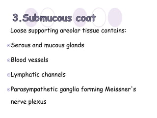 Loose supporting areolar tissue contains:
Serous and mucous glands
Blood vessels
Lymphatic channels
Parasympathetic ganglia forming Meissner's
nerve plexus
 
