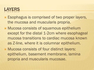LAYERS
 Esophagus is comprised of two proper layers,
the mucosa and muscularis propria.
 Mucosa consists of squamous epithelium
except for the distal 1-2cm where esophageal
mucosa transitions to cardiac mucosa known
as Z-line, where it is columnar epithelium.
 Mucosa consists of four distinct layers:
epithelium, basement membrane, lamina
propria and muscularis mucosae.
 